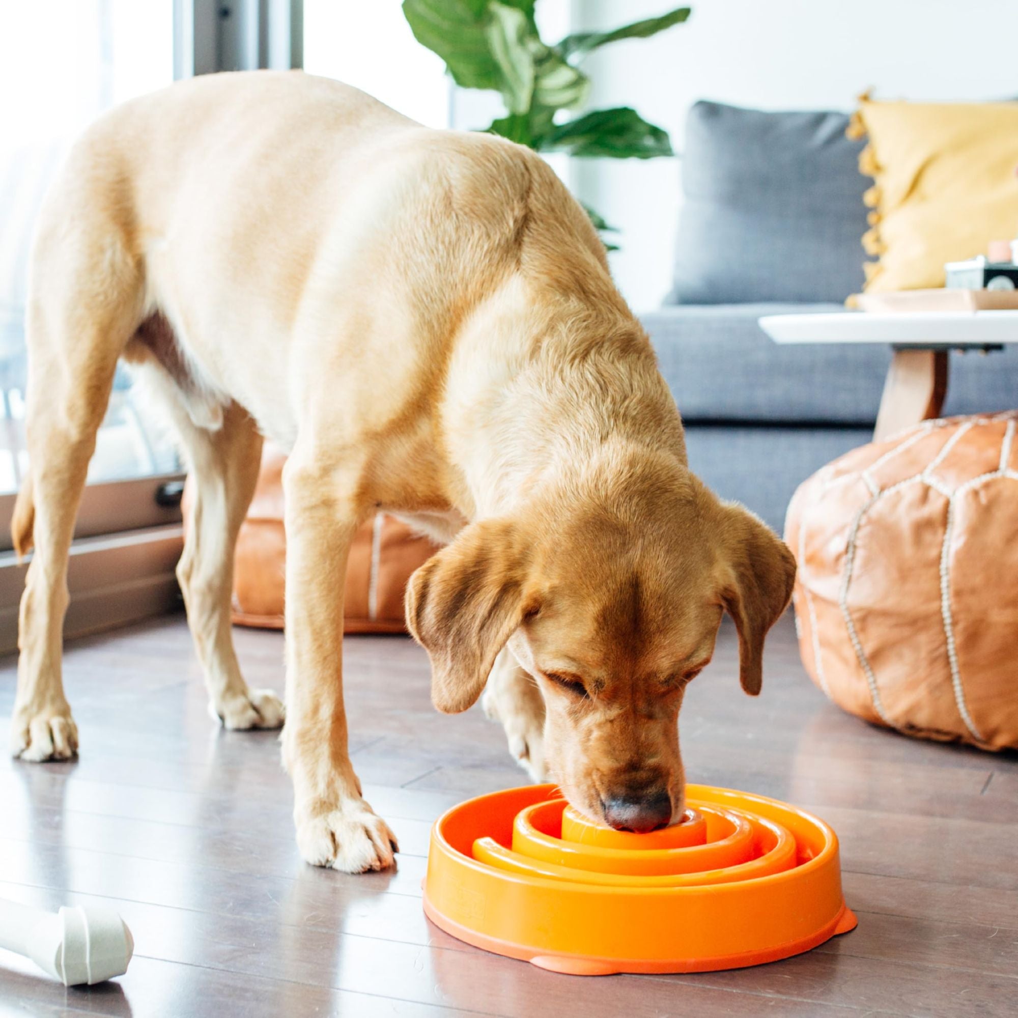 Outward Hound Fun Feeder Slow Feeder Dog Bowl