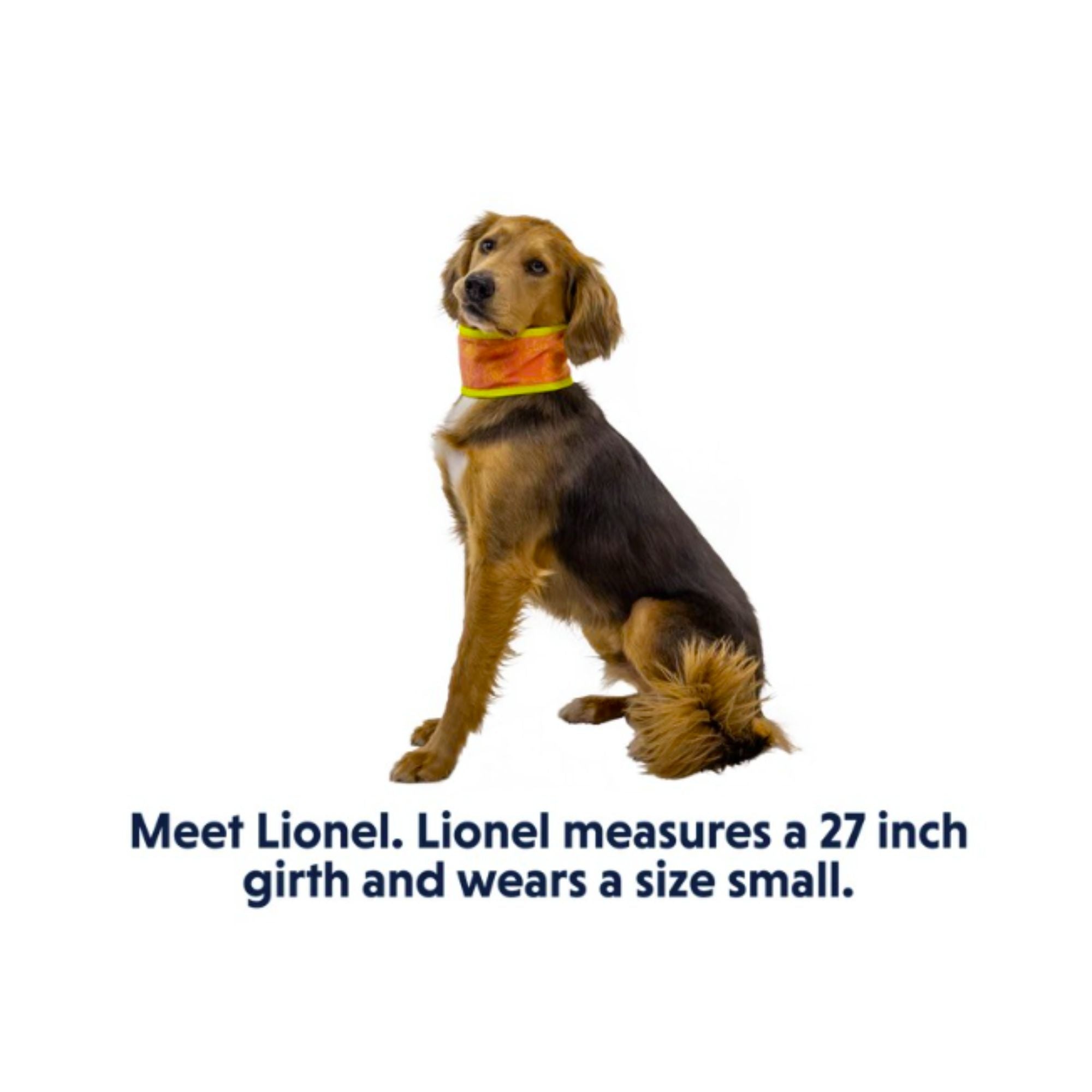 Ruffwear Swamp Cooler™ Neck Gaiter – Reversible Cooling Dog Accessory