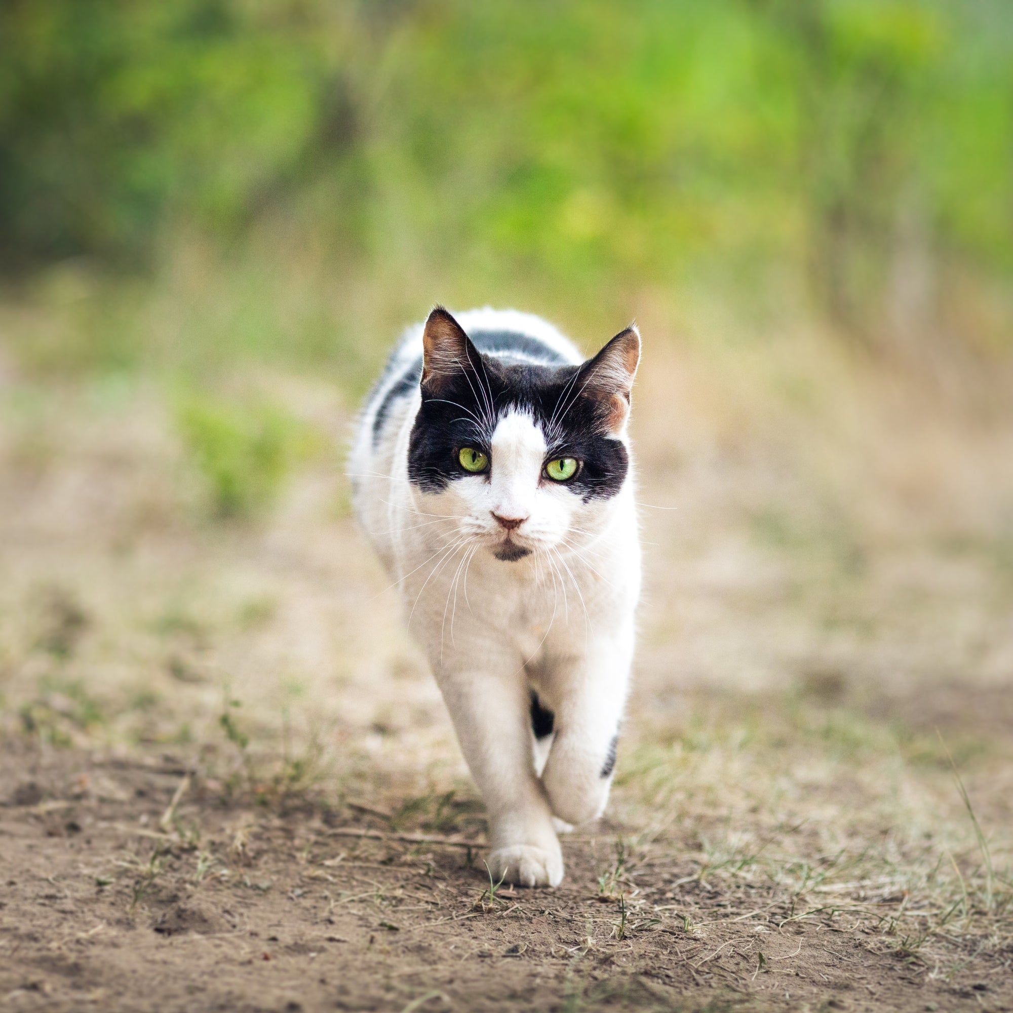ORIJEN™ Six Fish Dry Cat Food – Wild-Caught Fish