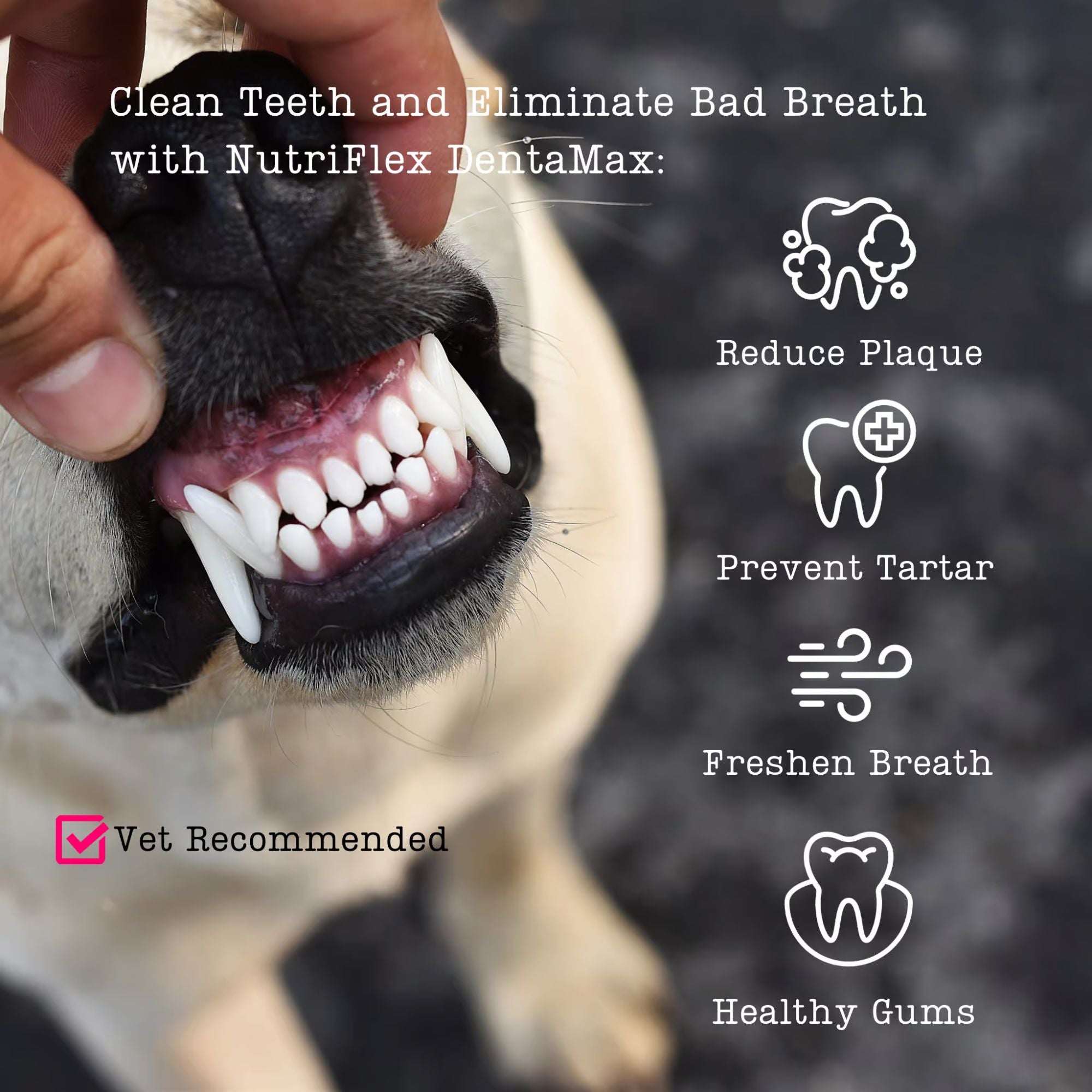 NutriFlex DentaMax Dental Powder for Dogs and Cats 180g