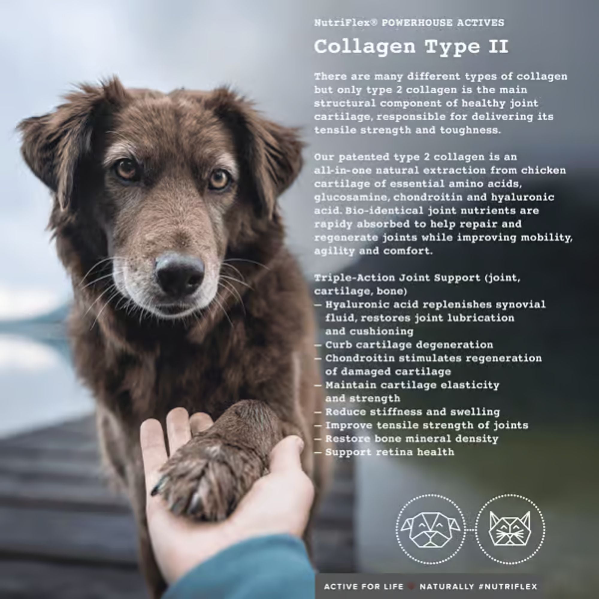 NutriFlex Advanced Hip & Joint Care For Dogs and Cats