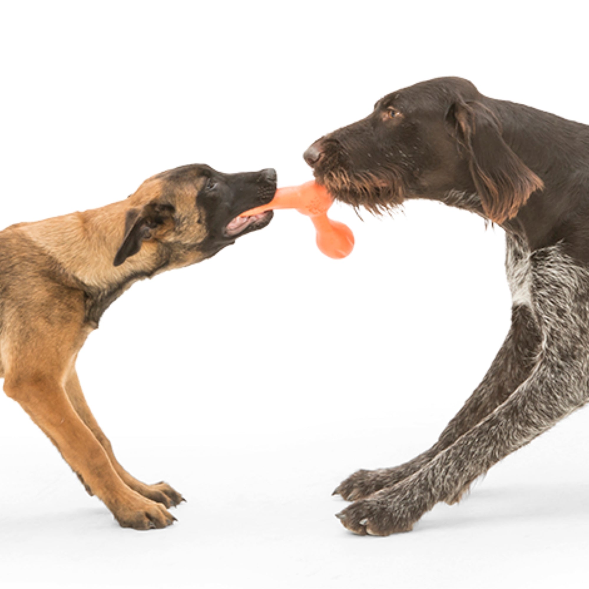 West Paw Zogoflex Skamp – Bouncy Fetch & Tug Dog Toy