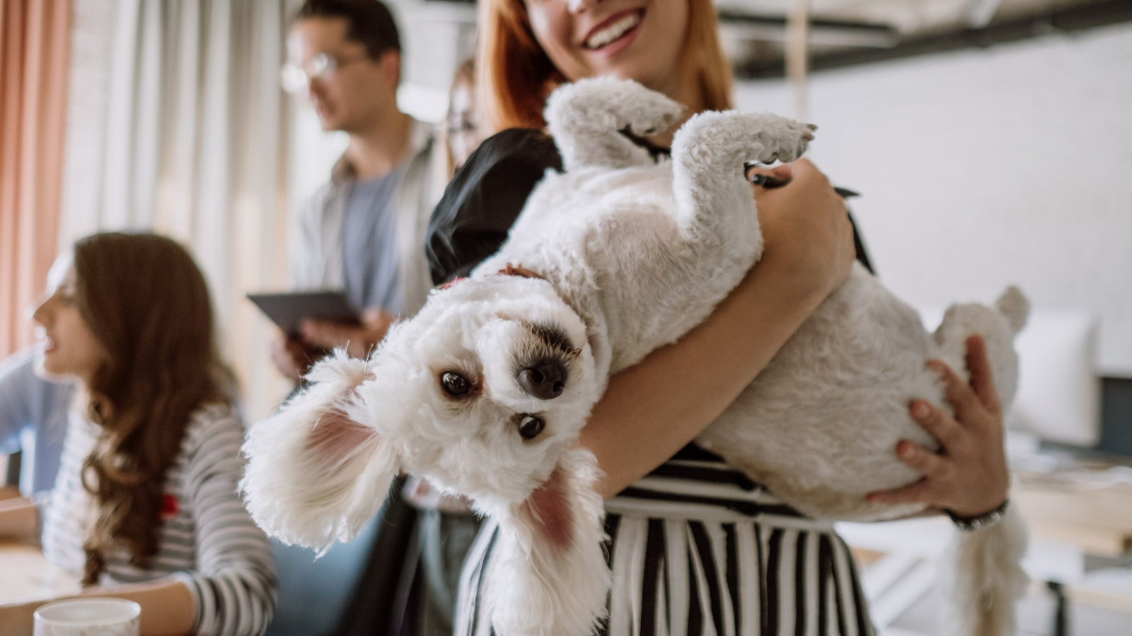 Welcome to Haus of Paws: Where Your Pets Would Shop