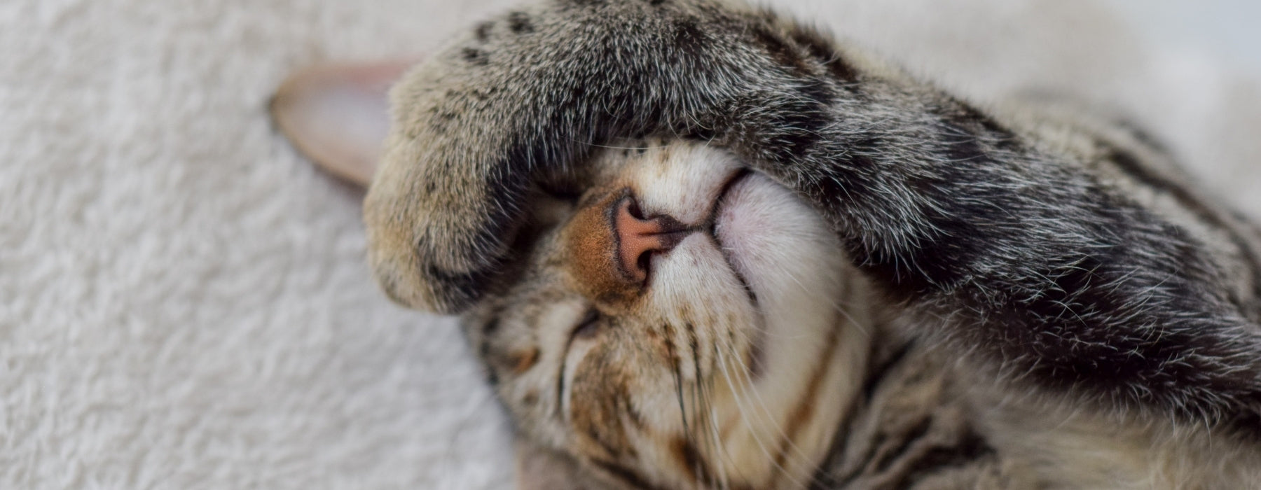 Cat Deworming Treatments