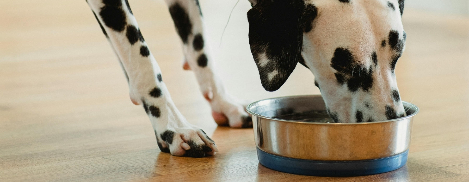 Dog Bowls & Feeders