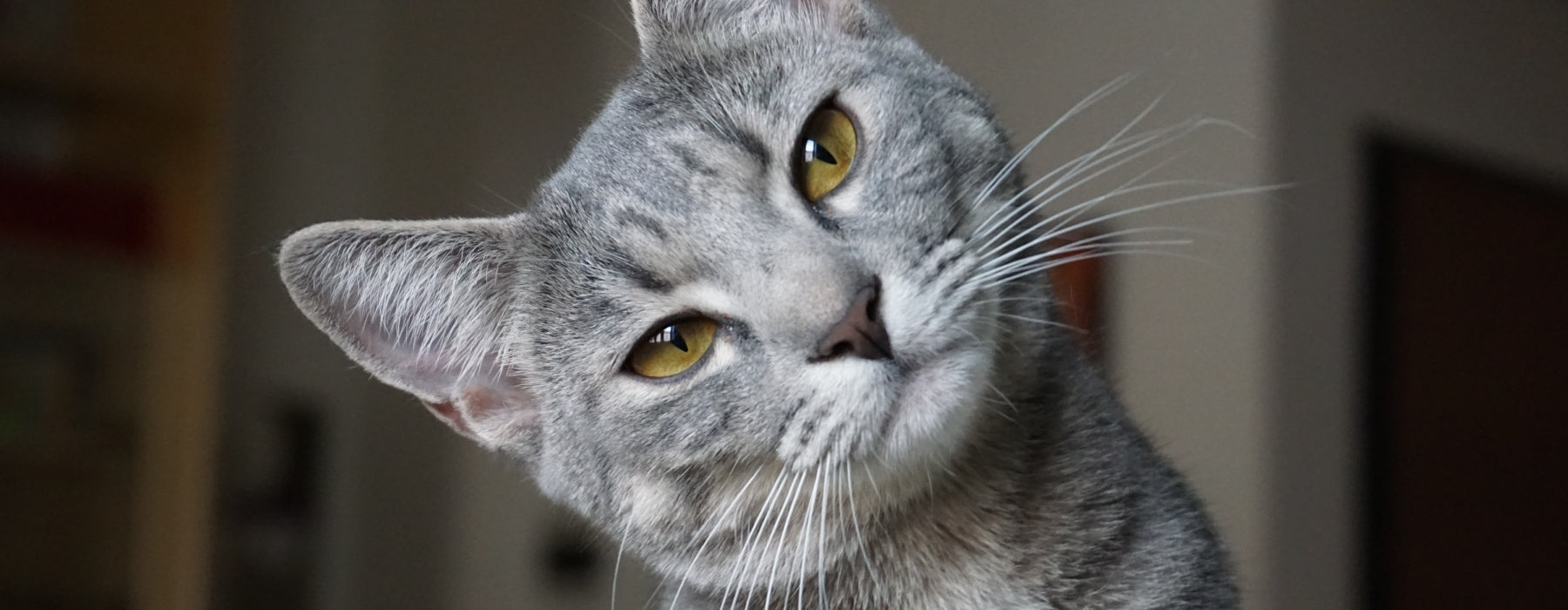 CAThaus