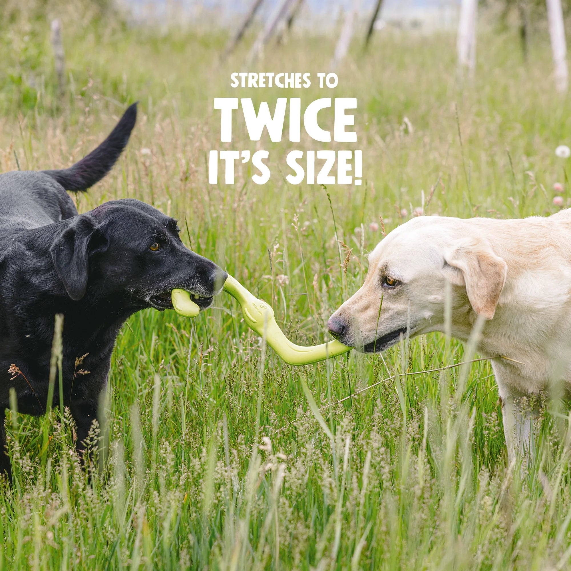 West Paw Zogoflex Bumi® – Stretchy Tug & Fetch Dog Toy
