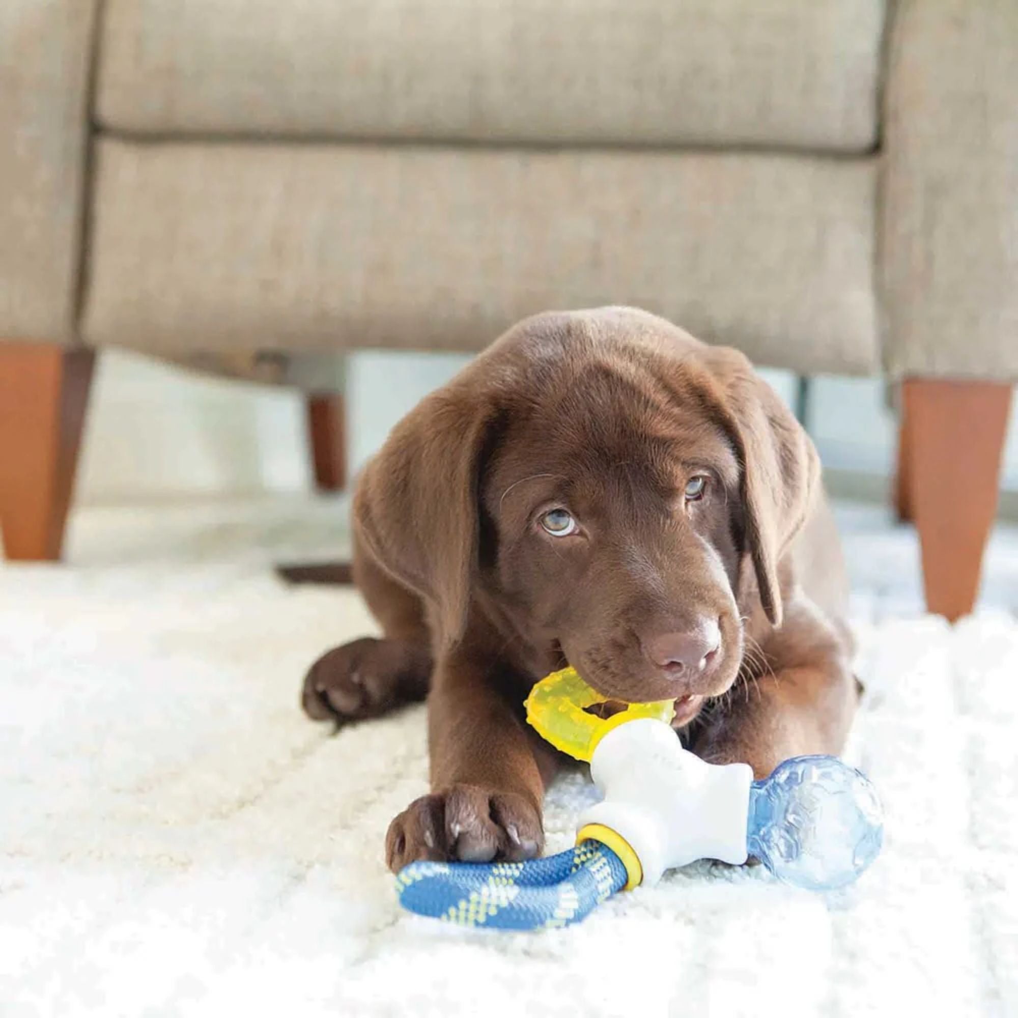 JW Pet Puppy Connects Interactive Chew & Teething Toy