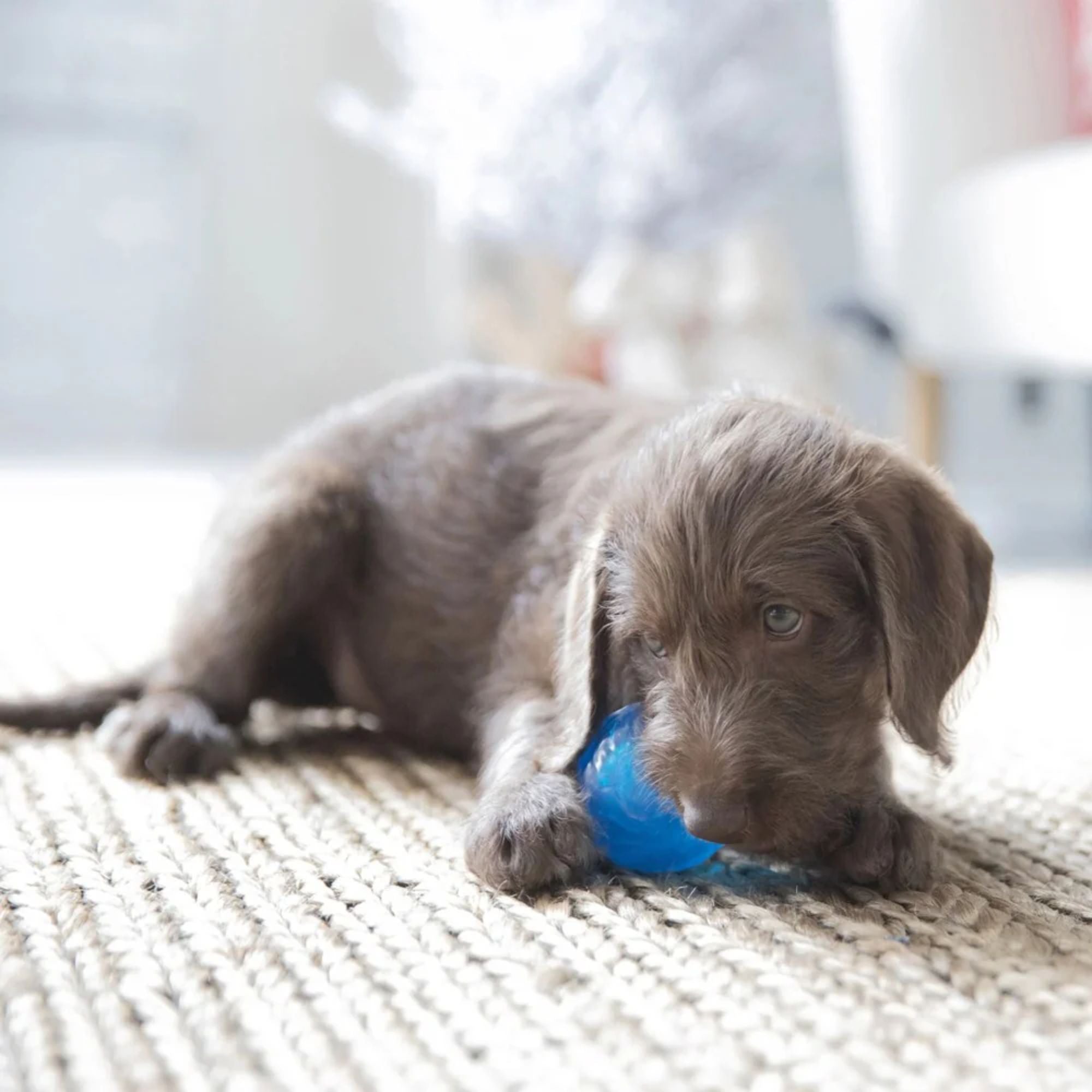 JW Pet Puppy Sloth Squeak-ee Ball