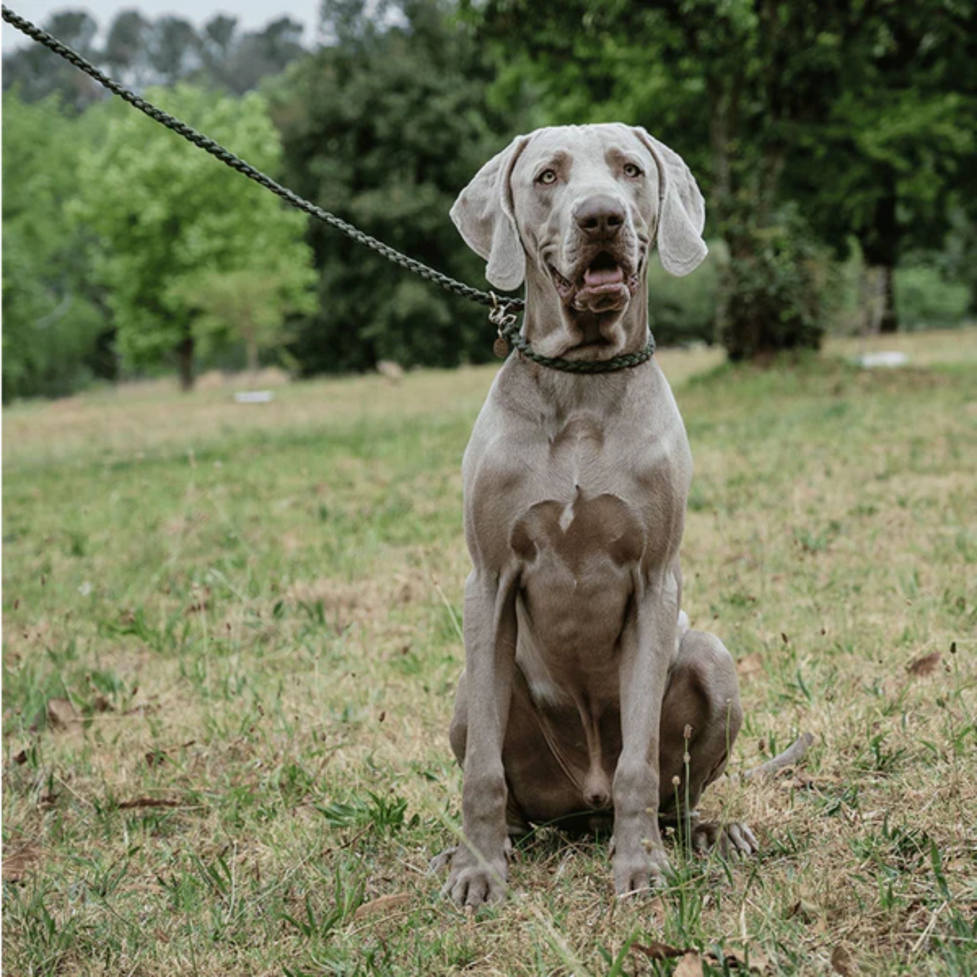 Lead with Love Hands-Free Dog Lead