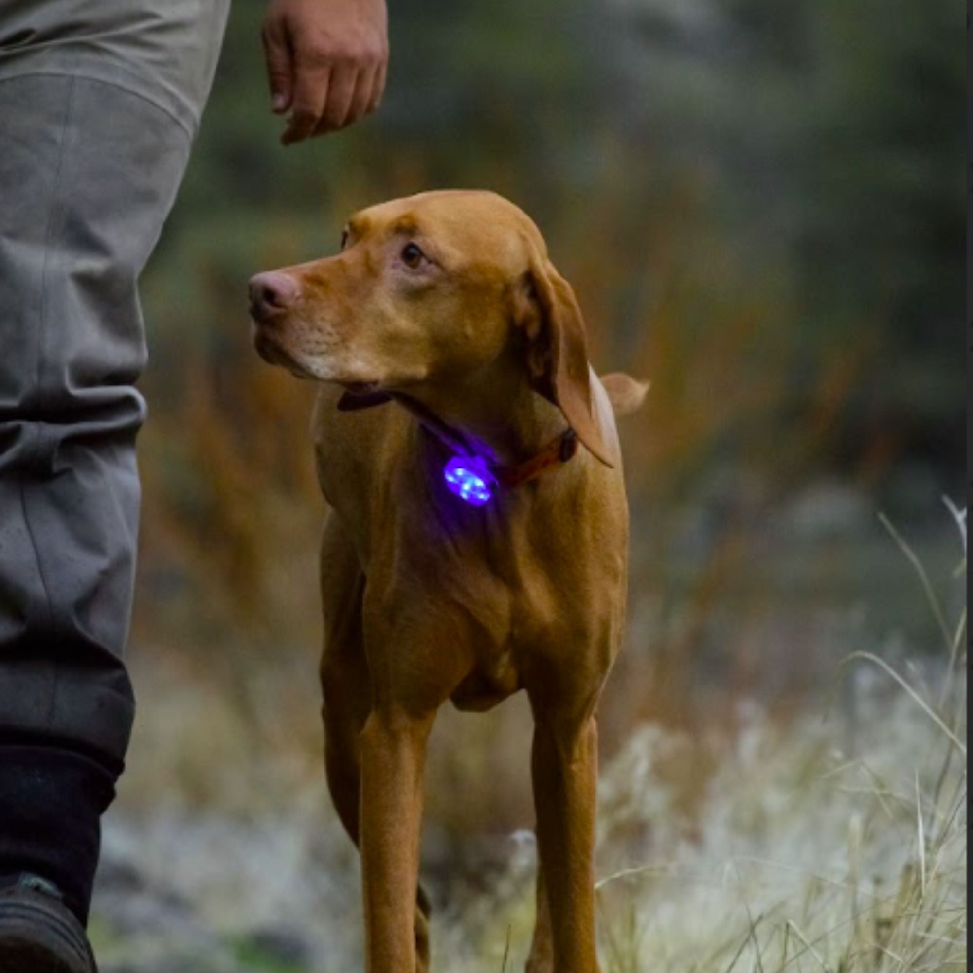 Ruffwear The Beacon™ Dog Safety Light