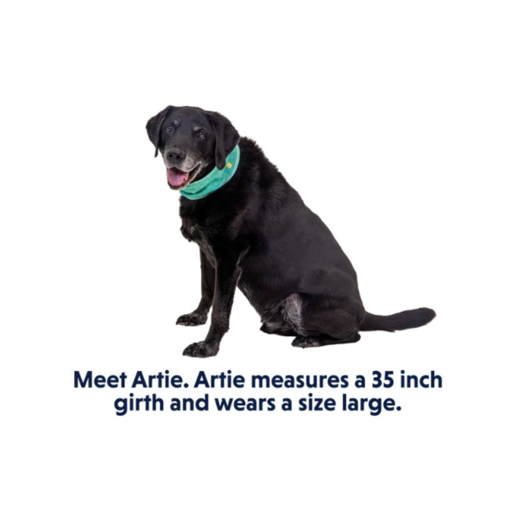 Ruffwear Swamp Cooler™ Neck Gaiter – Reversible Cooling Dog Accessory