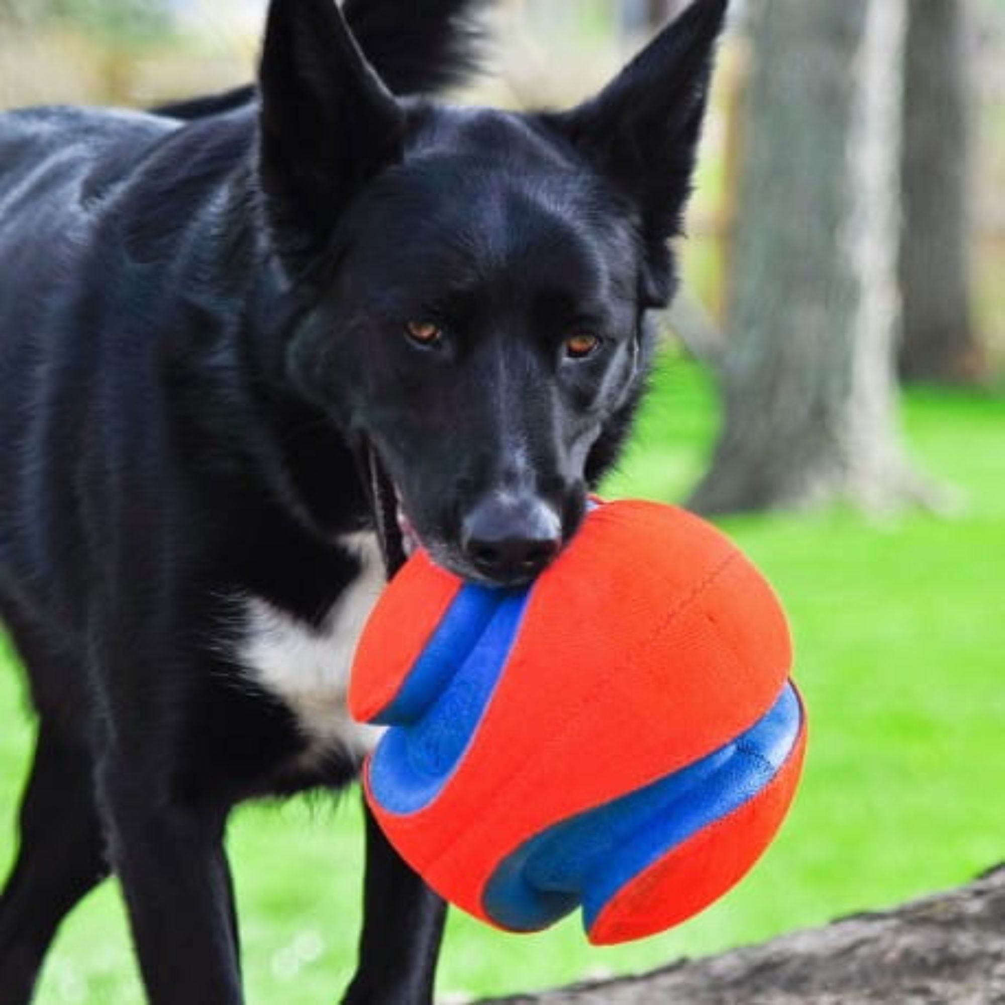 Chuckit! Kick Fetch