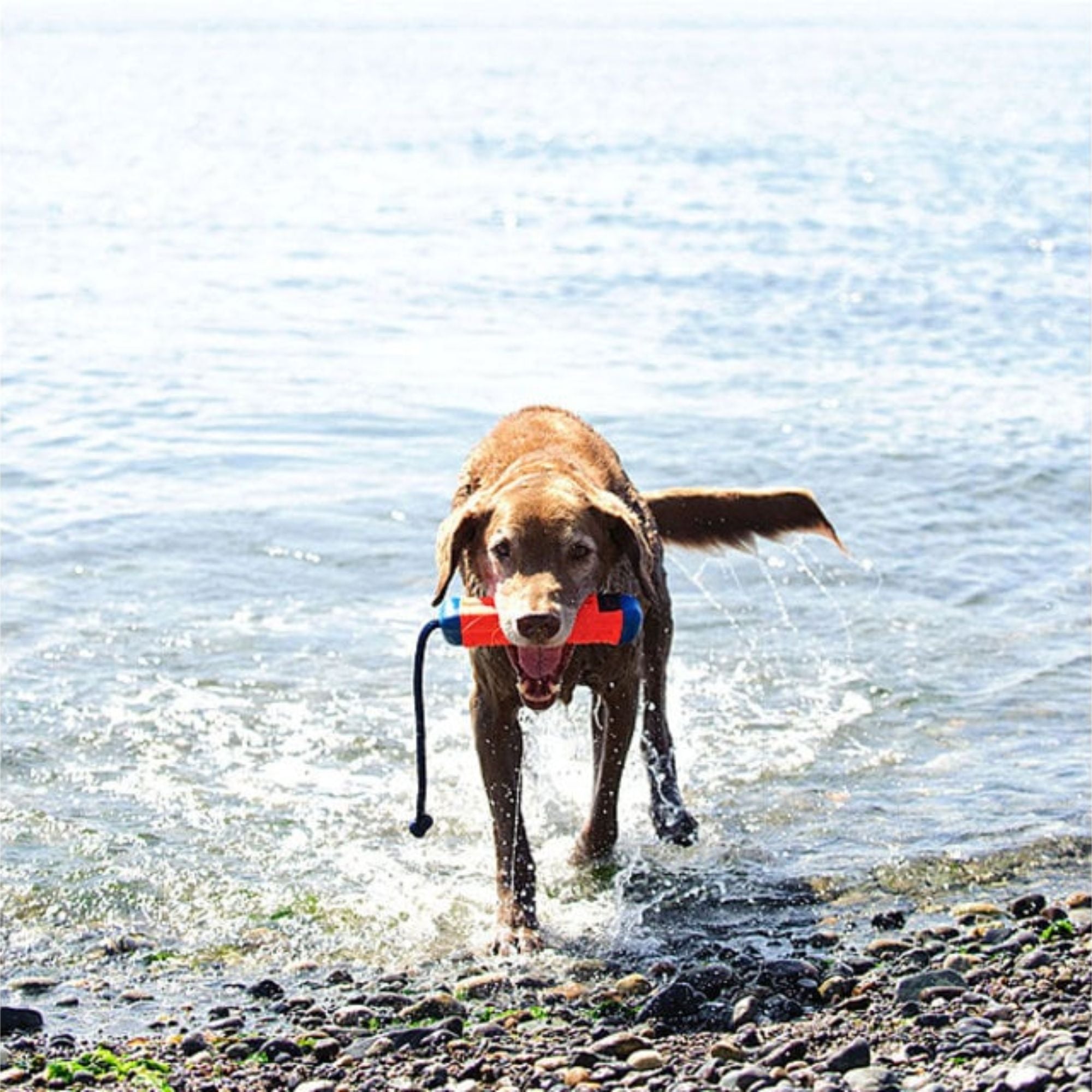 Chuckit! Amphibious Bumper