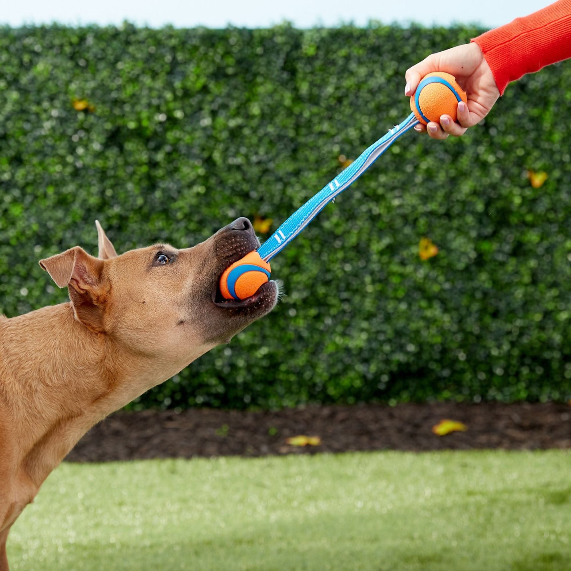 Chuckit! Ultra Duo Tug Dog Toy