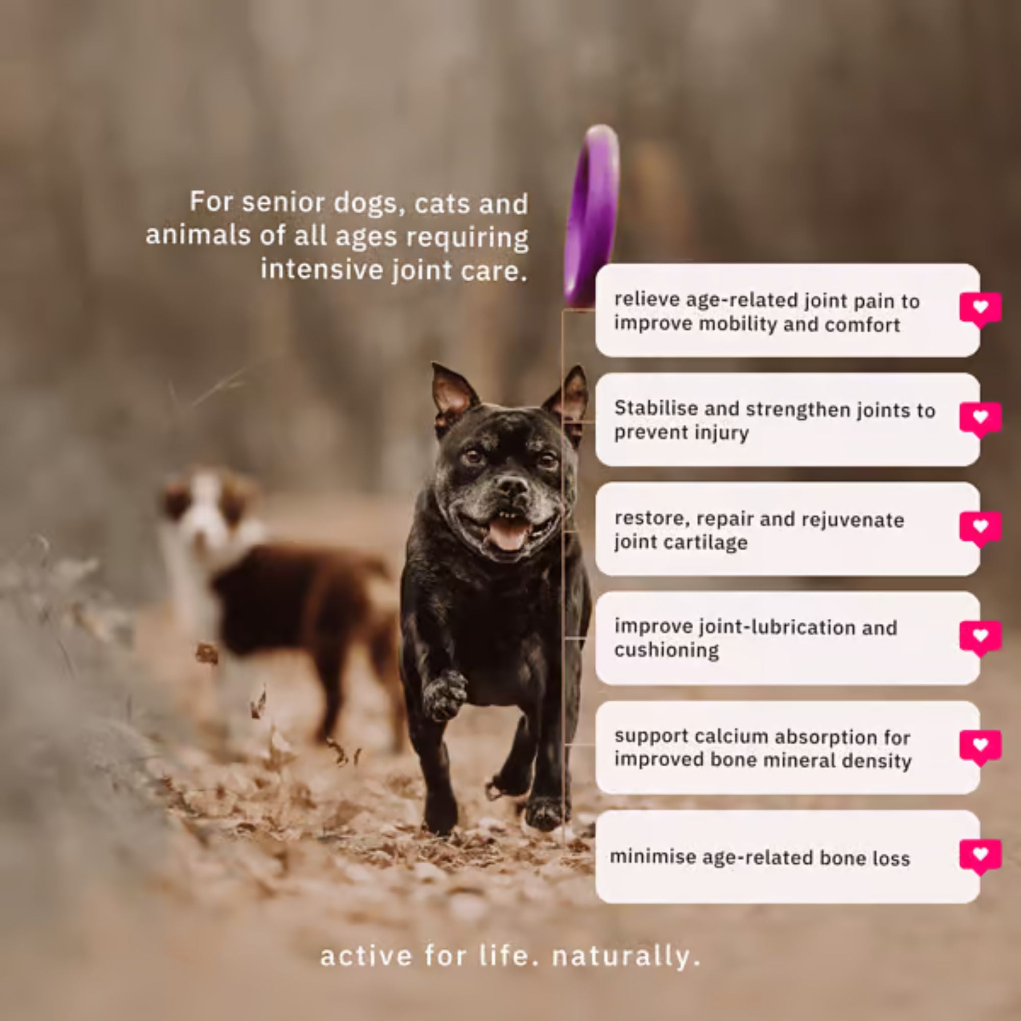 NutriFlex Advanced Hip & Joint Care For Dogs and Cats