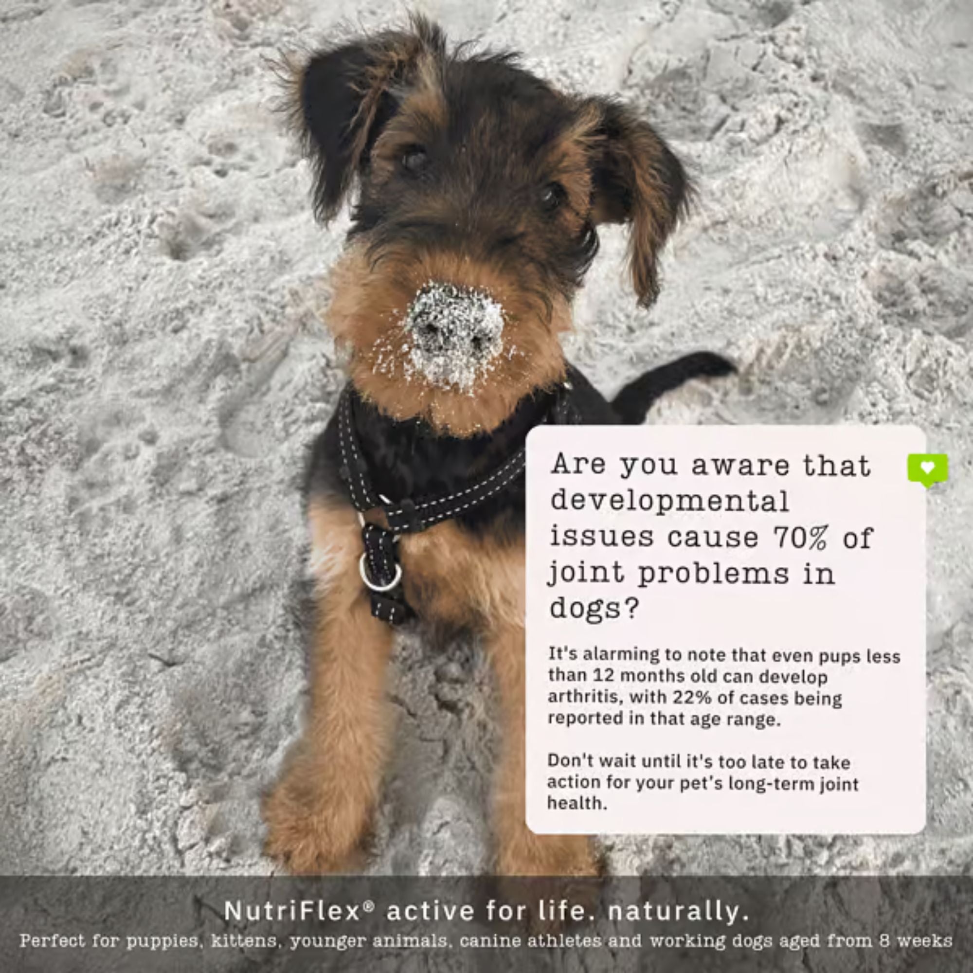NutriFlex Daily Maintenance Collagen for Dogs and Cat