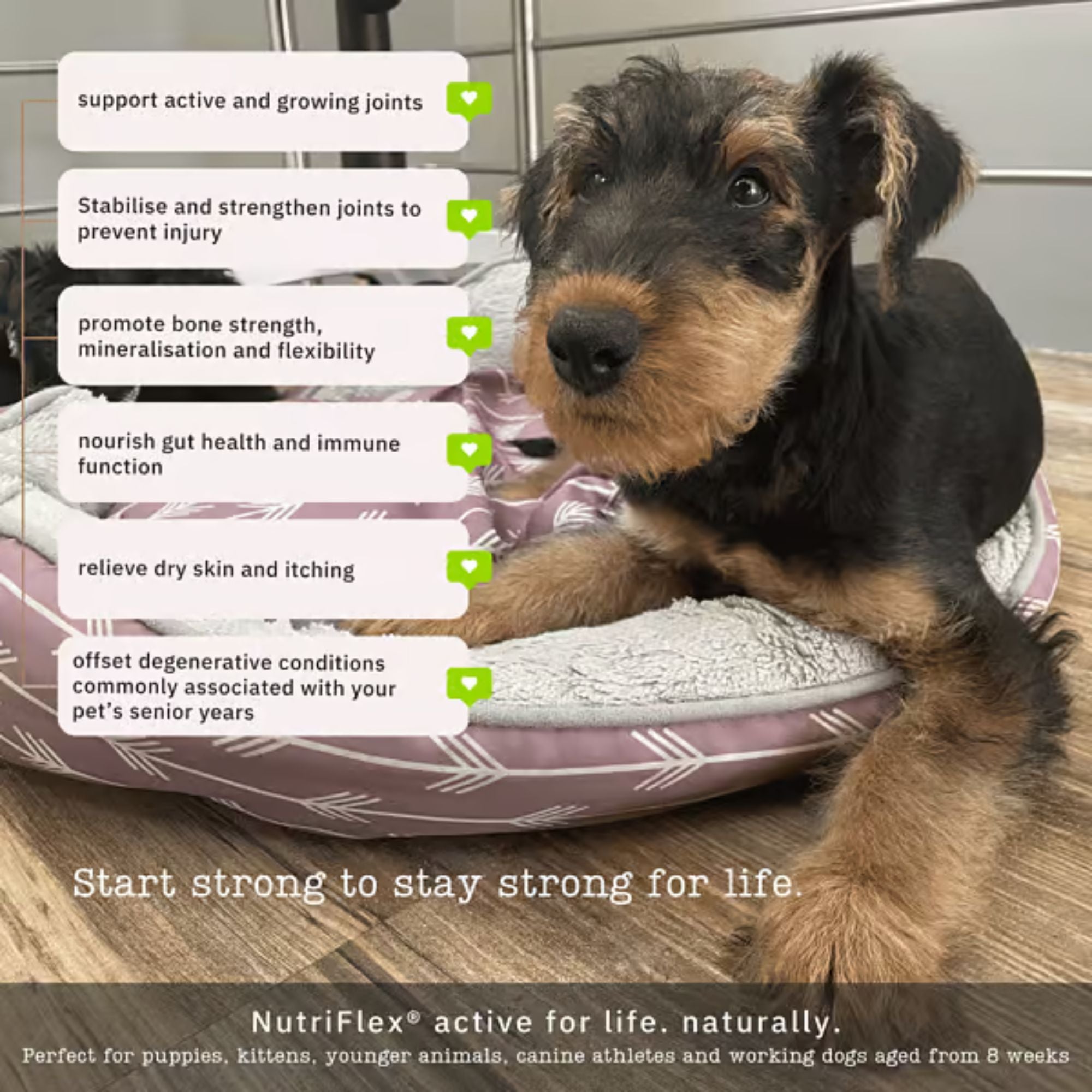 NutriFlex Daily Maintenance Collagen for Dogs and Cat
