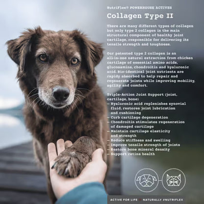 NutriFlex Advanced Hip & Joint Care For Dogs and Cats