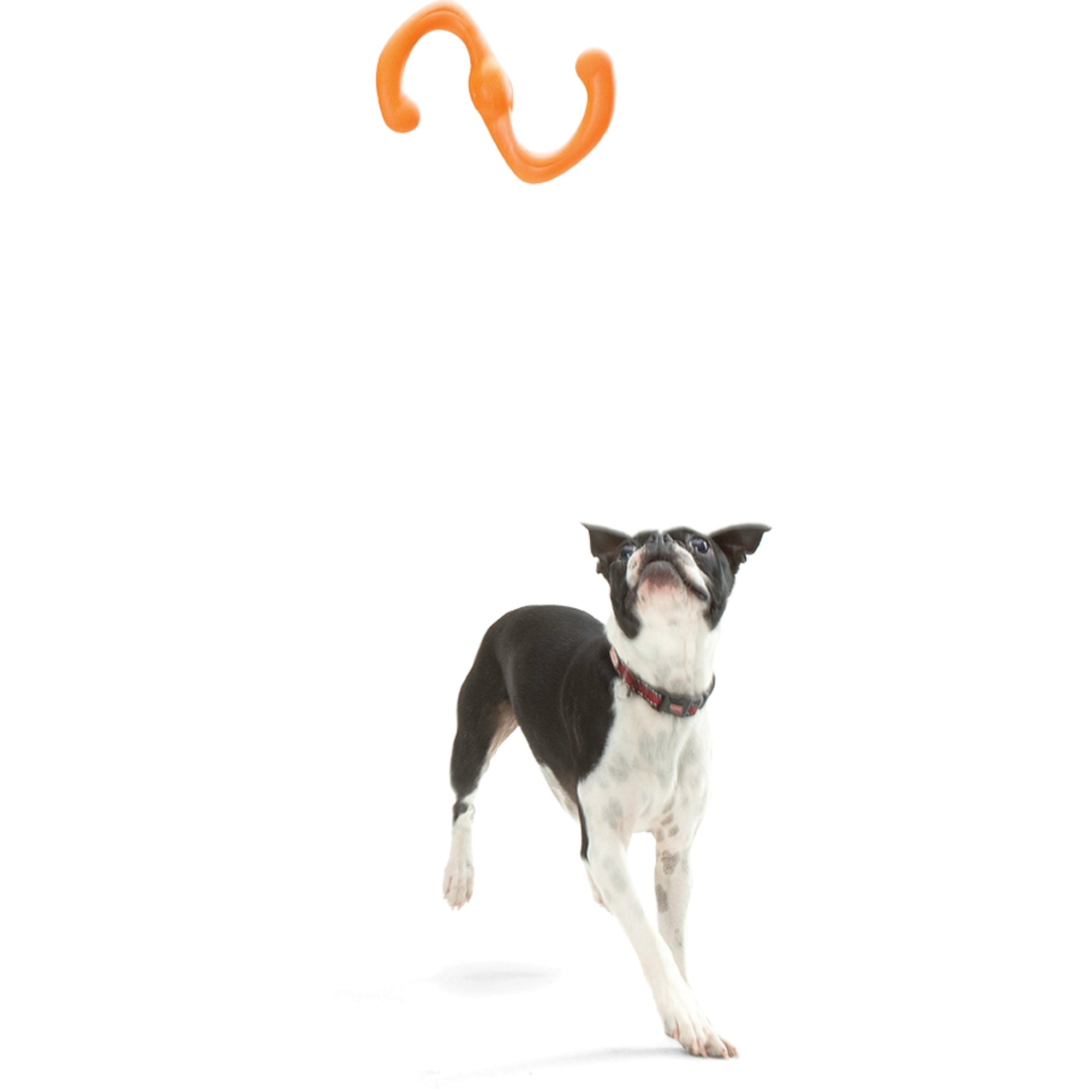 West Paw Zogoflex Bumi® – Stretchy Tug & Fetch Dog Toy
